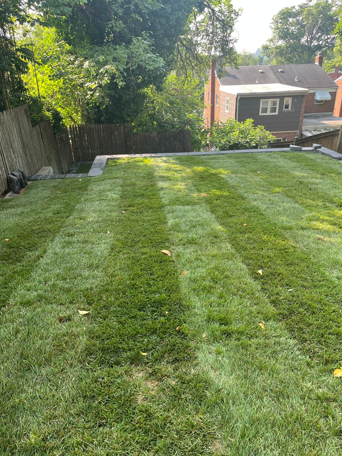 Freshly mowed striped backyard lawn in summer by Kaeler